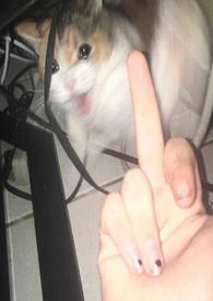 很恶心的百合文