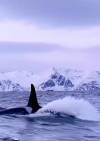 男主他是仿生人的
